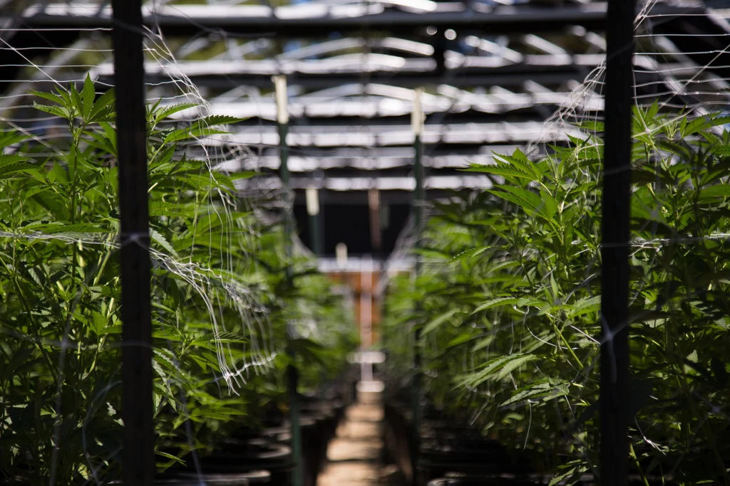 Cannabis Cultivation Facility