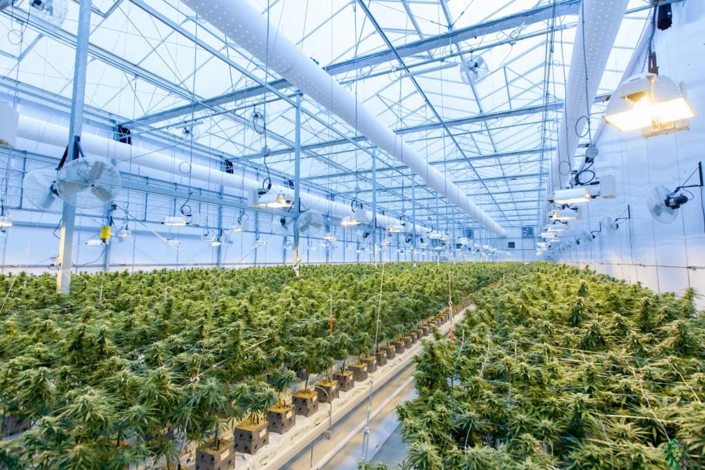 Indoor Cannabis Cultivation Facility
